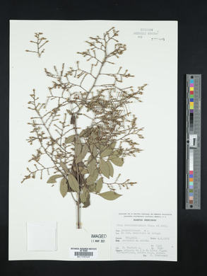 Rhus terebinthifolia image