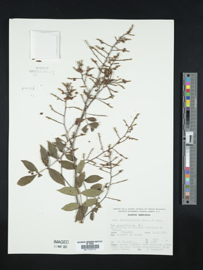 Rhus terebinthifolia image