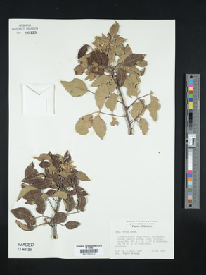 Rhus virens image