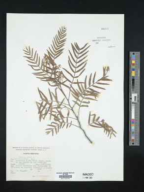 Schinus molle image