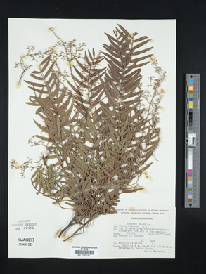 Schinus molle image