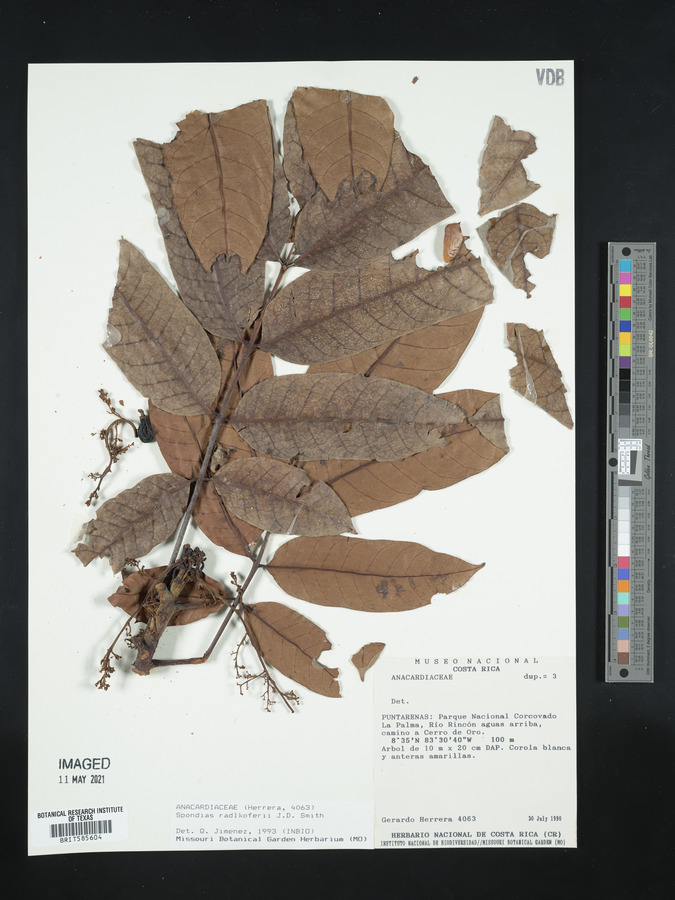 Spondias radlkoferi image