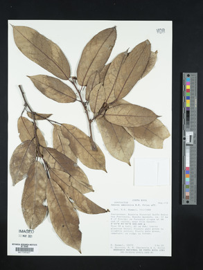 Annona amazonica image