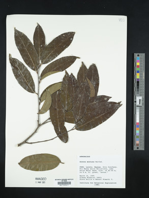 Annona montana image