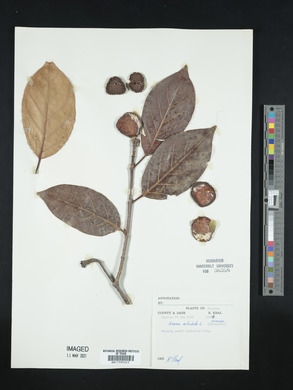 Annona reticulata image