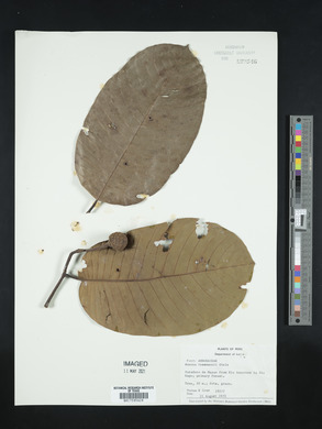 Annona hypoglauca image