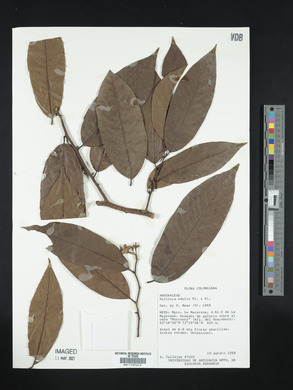 Annona edulis image