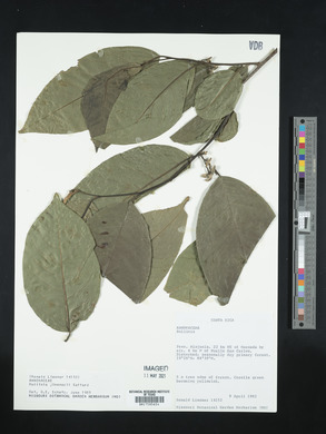 Annona mucosa image