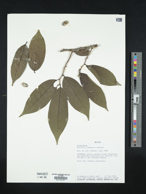 Annona mucosa image