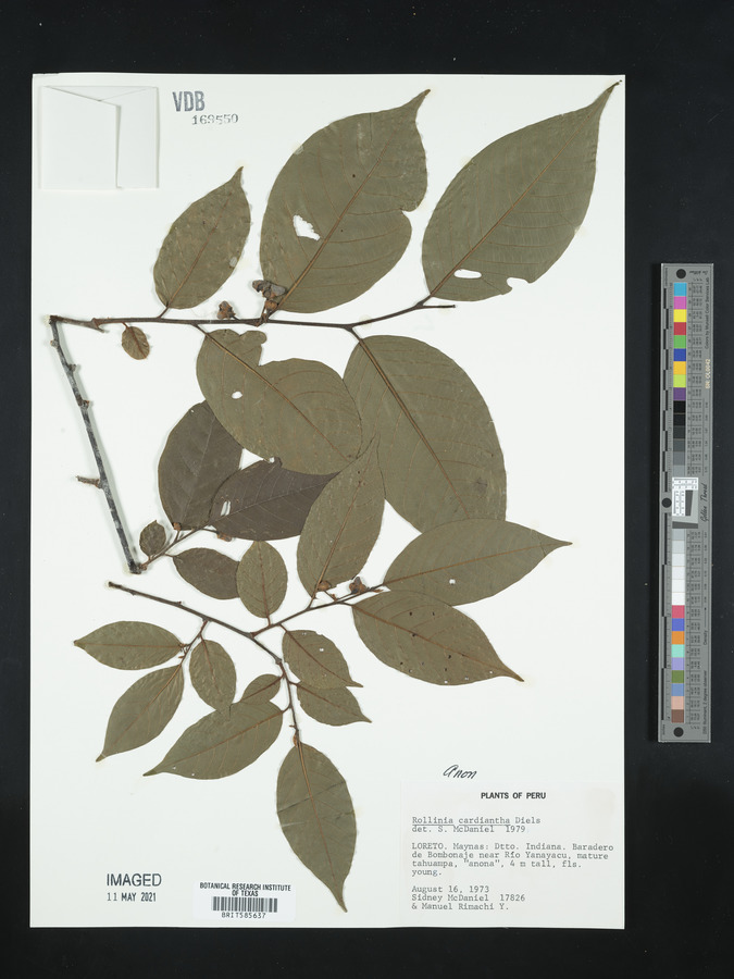 Annona cuspidata image