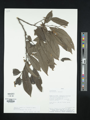 Image of Annona herzogii