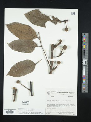 Annona papilionella image