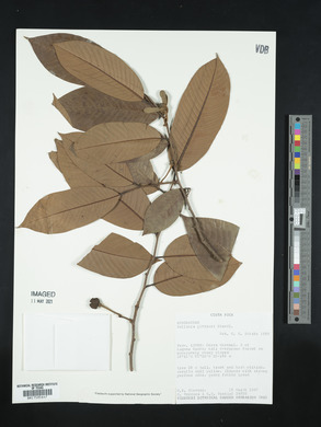 Annona papilionella image