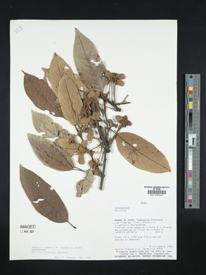 Annona papilionella image