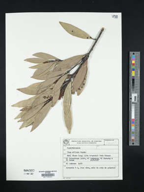 Ilex affinis image