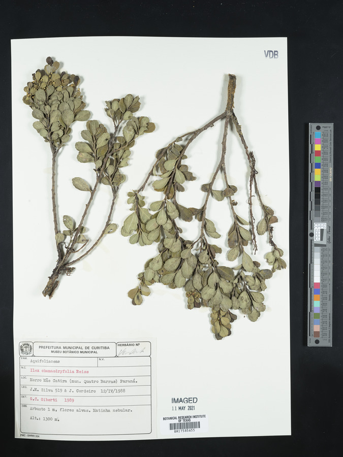 Ilex chamaedryfolia image