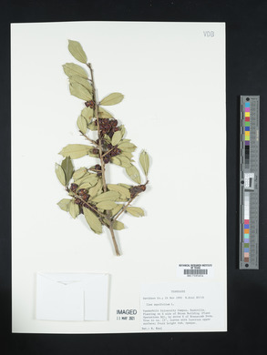 Ilex aquifolium image