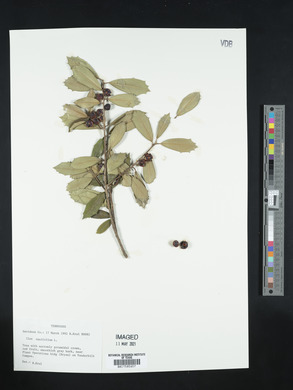 Ilex aquifolium image
