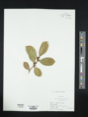 Ilex cornuta image