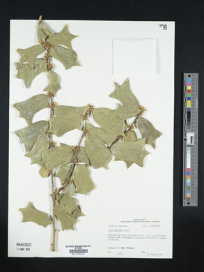 Ilex cornuta image