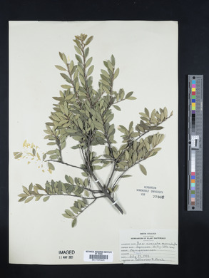 Ilex crenata image