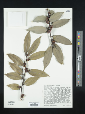 Ilex dipyrena image