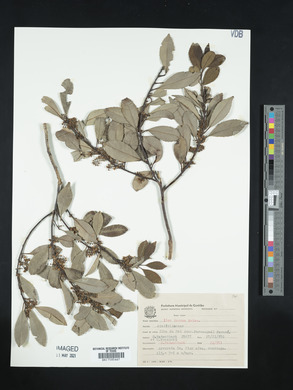 Ilex dumosa image