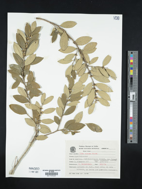 Ilex dumosa image
