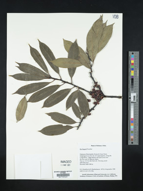 Ilex fargesii image