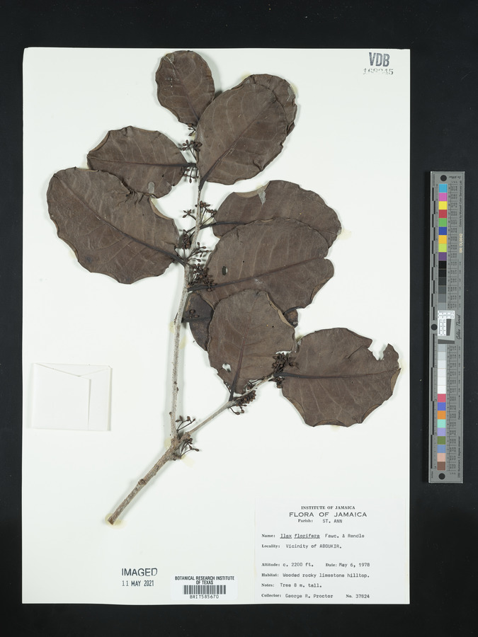 Ilex florifera image