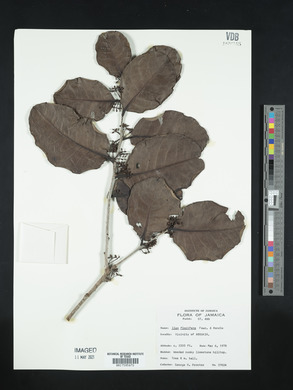 Ilex florifera image