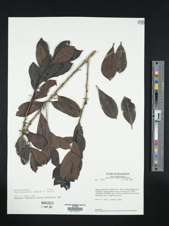 Ilex guianensis image