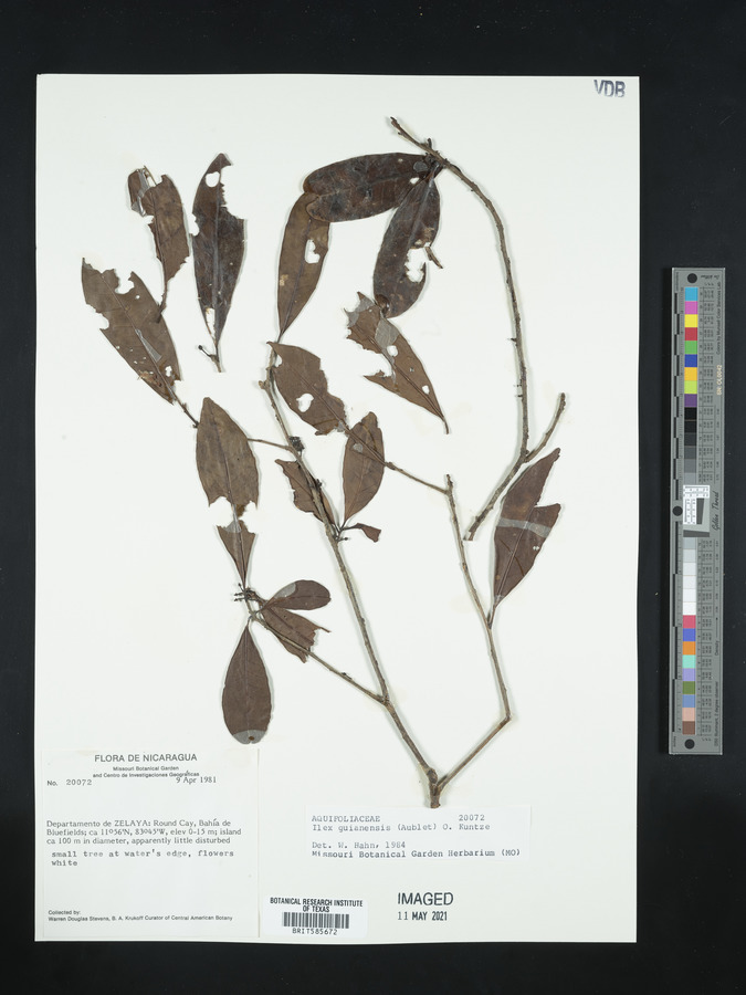 Ilex guianensis image