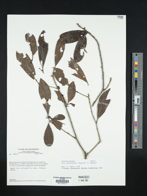 Ilex guianensis image
