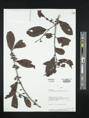 Ilex inundata image