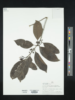 Ilex inundata image