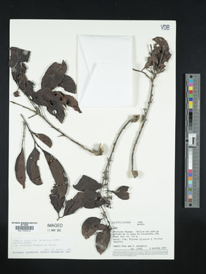 Ilex inundata image