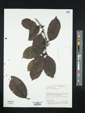 Ilex jenmanii image