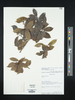 Ilex lamprophylla image