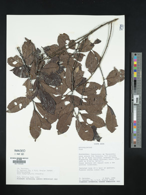 Ilex lamprophylla image