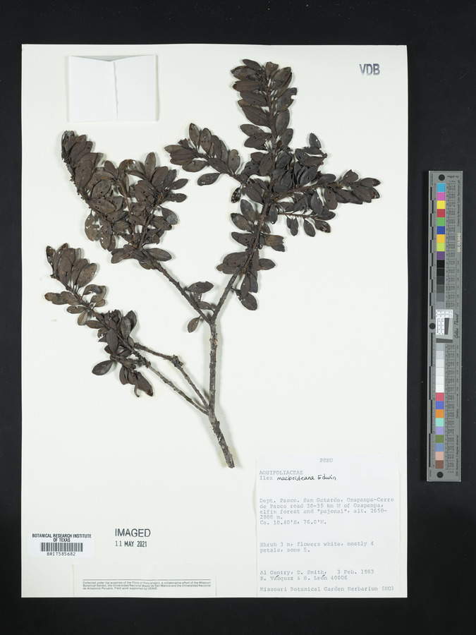 Ilex macbridiana image