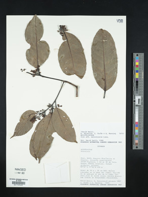 Ilex laureola image