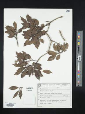 Ilex microdonta image