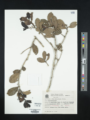Ilex microdonta image