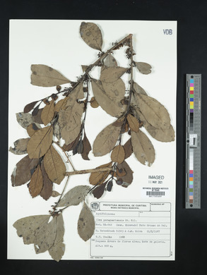 Ilex paraguariensis image