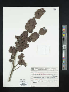 Ilex subcordata image