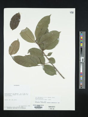 Ilex tectonica image