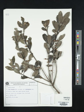 Ilex theezans image
