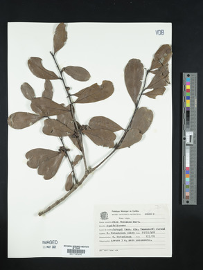 Ilex theezans image