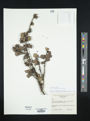 Ilex vulcanicola image
